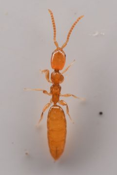 Pristocerinae by (c) Trevor Van Loon, some rights reserved (CC BY), uploaded by Trevor Van Loon. Used under a CC-BY license.