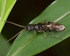 Pristepyris by (c) skitterbug, some rights reserved (CC BY), uploaded by skitterbug. Used under a CC-BY license.
