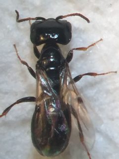 Scleroderminae by (c) Stephen Thorpe, some rights reserved (CC BY), uploaded by Stephen Thorpe. Used under a CC-BY license.