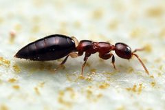 Scleroderminae by (c) Tom, some rights reserved (CC BY), uploaded by Tom. Used under a CC-BY license.