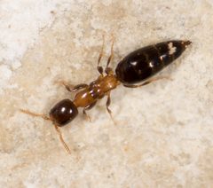 Scleroderminae by no rights reserved, uploaded by Jesse Rorabaugh. Used under a CC0 license.