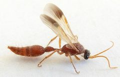 Chyphotes melaniceps by (c) jimeckert49, some rights reserved (CC BY). Used under a CC-BY license.