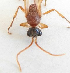 Chyphotes melaniceps by (c) jimeckert49, some rights reserved (CC BY). Used under a CC-BY license.
