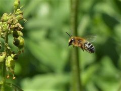 Colletes aestivalis by no rights reserved, uploaded by beewonder. Used under a CC0 license.