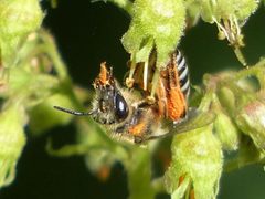 Colletes aestivalis by no rights reserved, uploaded by beewonder. Used under a CC0 license.