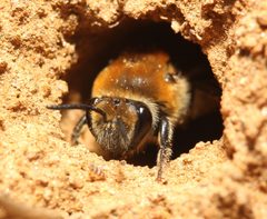 Colletes thoracicus by (c) Zachary Dankowicz, some rights reserved (CC BY), uploaded by Zachary Dankowicz. Used under a CC-BY license.