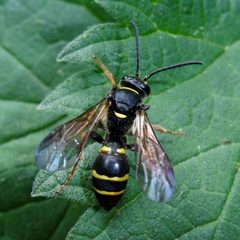 Argogorytes by (c) Barry Walter, some rights reserved (CC BY), uploaded by Barry Walter. Used under a CC-BY license.