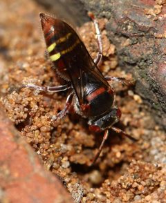 Bembecinus by (c) Alan Manson, some rights reserved (CC BY), uploaded by Alan Manson. Used under a CC-BY license.