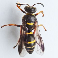 Hoplisoides by (c) Bill Keim, some rights reserved (CC BY). Used under a CC-BY license.