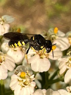 Anacrabro ocellatus by (c) Healthy Yards, some rights reserved (CC BY), uploaded by Healthy Yards. Used under a CC-BY license.