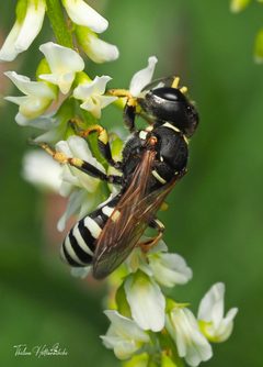 Ectemnius dilectus by (c) Thilina Hettiarachchi, some rights reserved (CC BY), uploaded by Thilina Hettiarachchi. Used under a CC-BY license.