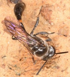Trypoxylon collinum by (c) skitterbug, some rights reserved (CC BY), uploaded by skitterbug. Used under a CC-BY license.