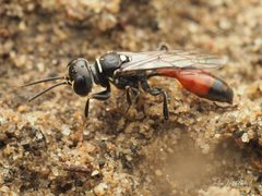 Mellinus abdominalis by (c) Thilina Hettiarachchi, some rights reserved (CC BY), uploaded by Thilina Hettiarachchi. Used under a CC-BY license.