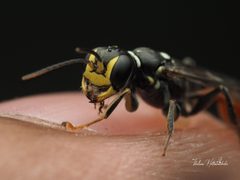 Mellinus abdominalis by (c) Thilina Hettiarachchi, some rights reserved (CC BY), uploaded by Thilina Hettiarachchi. Used under a CC-BY license.
