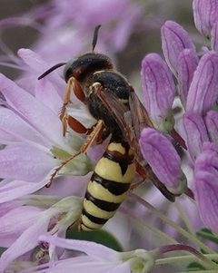 Philanthus gloriosus by (c) Colin Croft, some rights reserved (CC BY), uploaded by Colin Croft. Used under a CC-BY license.