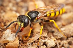 Philanthus by (c) Rupert Lees, some rights reserved (CC BY), uploaded by Rupert Lees. Used under a CC-BY license.
