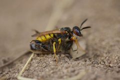 Philanthus by (c) Vsevolod Rudyi, some rights reserved (CC BY), uploaded by Vsevolod Rudyi. Used under a CC-BY license.