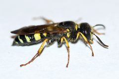 Philanthus sanbornii by (c) Owen Strickland, some rights reserved (CC BY), uploaded by Owen Strickland. Used under a CC-BY license.