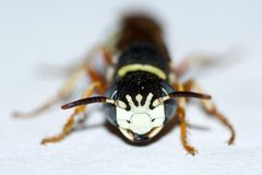 Philanthus ventilabris by (c) Owen Strickland, some rights reserved (CC BY), uploaded by Owen Strickland. Used under a CC-BY license.