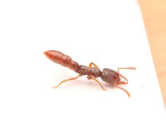 Stigmatomma pallipes by (c) Benjamin Burgunder, some rights reserved (CC BY), uploaded by Benjamin Burgunder. Used under a CC-BY license.