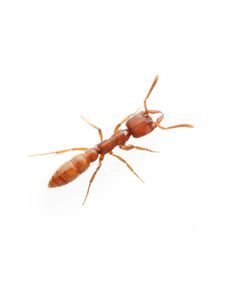 Stigmatomma pallipes by (c) Evrytte Carlson, some rights reserved (CC BY), uploaded by Evrytte Carlson. Used under a CC-BY license.