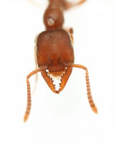 Stigmatomma pallipes by (c) Evrytte Carlson, some rights reserved (CC BY), uploaded by Evrytte Carlson. Used under a CC-BY license.