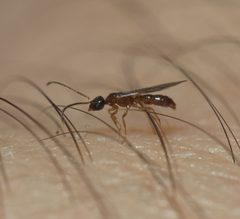 Amblyoponinae by (c) portioid, some rights reserved (CC BY), uploaded by portioid. Used under a CC-BY license.