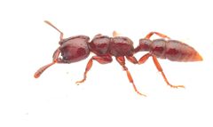 Amblyoponinae by no rights reserved, uploaded by Philipp Hoenle. Used under a CC0 license.