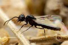 Acanthostichus by (c) Jake Nitta, some rights reserved (CC BY), uploaded by Jake Nitta. Used under a CC-BY license.
