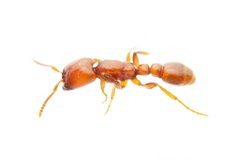 Neivamyrmex leonardi by (c) Jake Nitta, some rights reserved (CC BY), uploaded by Jake Nitta. Used under a CC-BY license.
