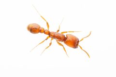 Neivamyrmex leonardi by (c) Jake Nitta, some rights reserved (CC BY), uploaded by Jake Nitta. Used under a CC-BY license.