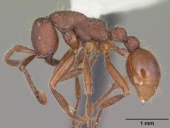 Neivamyrmex texanus by (c) 
April Nobile, some rights reserved (CC BY). Used under a CC-BY license.