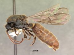 Neivamyrmex texanus by (c) 
April Nobile, some rights reserved (CC BY). Used under a CC-BY license.