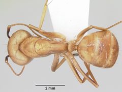 Camponotus absquatulator by (c) April Nobile, some rights reserved (CC BY). Used under a CC-BY license.