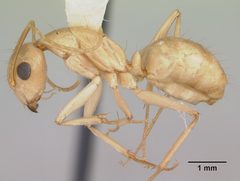 Camponotus absquatulator by (c) April Nobile, some rights reserved (CC BY). Used under a CC-BY license.