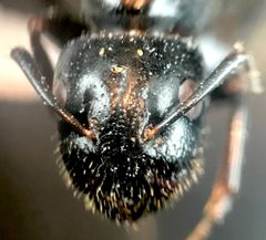 Camponotus caryae (Fitch, 1855) by (c) Raven Dandridge, some rights reserved (CC BY), uploaded by Raven Dandridge. Used under a CC-BY license.