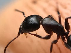 Camponotus caryae (Fitch, 1855) by (c) Raven Dandridge, some rights reserved (CC BY), uploaded by Raven Dandridge. Used under a CC-BY license.