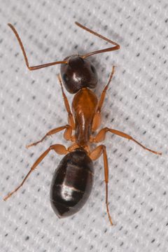 Camponotus clarithorax by (c) Trevor Van Loon, some rights reserved (CC BY), uploaded by Trevor Van Loon. Used under a CC-BY license.