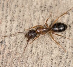 Camponotus clarithorax by no rights reserved, uploaded by Jesse Rorabaugh. Used under a CC0 license.