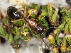 Camponotus clarithorax by no rights reserved, uploaded by Jesse Rorabaugh. Used under a CC0 license.