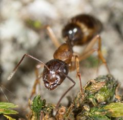Camponotus clarithorax by no rights reserved, uploaded by Jesse Rorabaugh. Used under a CC0 license.