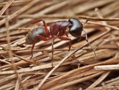 Camponotus herculeanus by no rights reserved, uploaded by Philipp Hoenle. Used under a CC0 license.