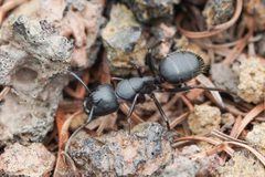 Camponotus herculeanus by (c) Jonghyun Park, some rights reserved (CC BY), uploaded by Jonghyun Park. Used under a CC-BY license.