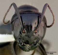 Camponotus laevissimus by (c) 
April Nobile, some rights reserved (CC BY). Used under a CC-BY license.