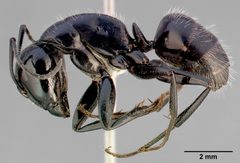 Camponotus laevissimus by (c) 
April Nobile, some rights reserved (CC BY). Used under a CC-BY license.