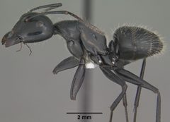 Camponotus laevissimus by (c) 
Jen Fogarty, some rights reserved (CC BY). Used under a CC-BY license.