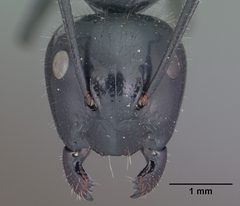 Camponotus laevissimus by (c) 
Jen Fogarty, some rights reserved (CC BY). Used under a CC-BY license.
