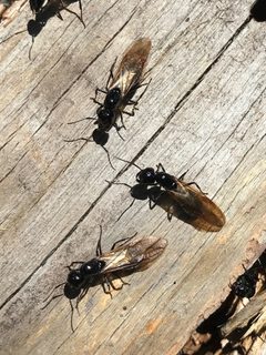 Camponotus laevissimus by (c) brettaugust, some rights reserved (CC BY). Used under a CC-BY license.