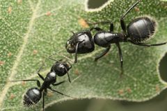 Camponotus laevissimus by no rights reserved, uploaded by Jesse Rorabaugh. Used under a CC0 license.