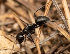 Camponotus laevissimus by no rights reserved, uploaded by Jesse Rorabaugh. Used under a CC0 license.